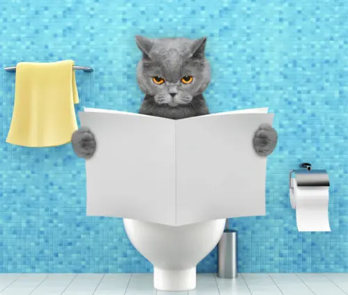 Blue cat is sitting on the toilete and reading newspapers