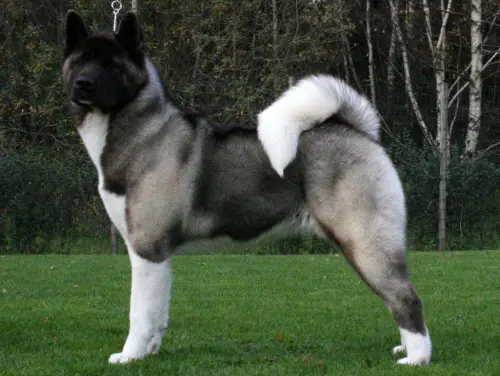America Akita dog of nice black and white colour is standing on the picture in the middle of a green meadow.