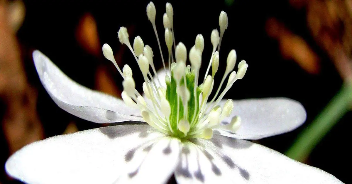 Anemone quinquefolia