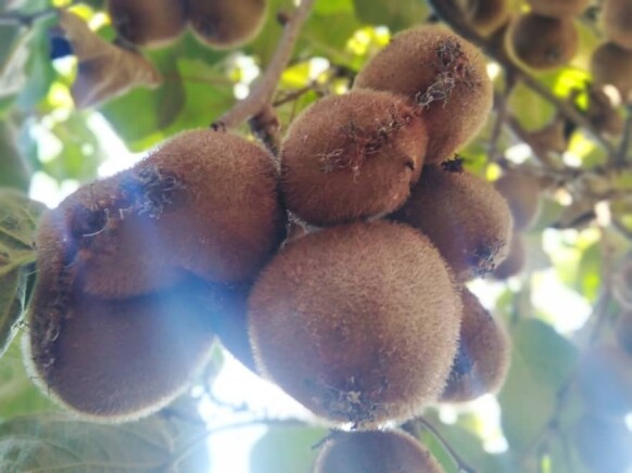 Picking Kiwi on A Beautiful Sunny Day | Side By Side My Friends