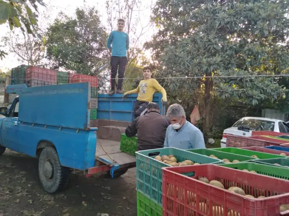 Picking Kiwi on A Beautiful Sunny Day | Side By Side My Friends