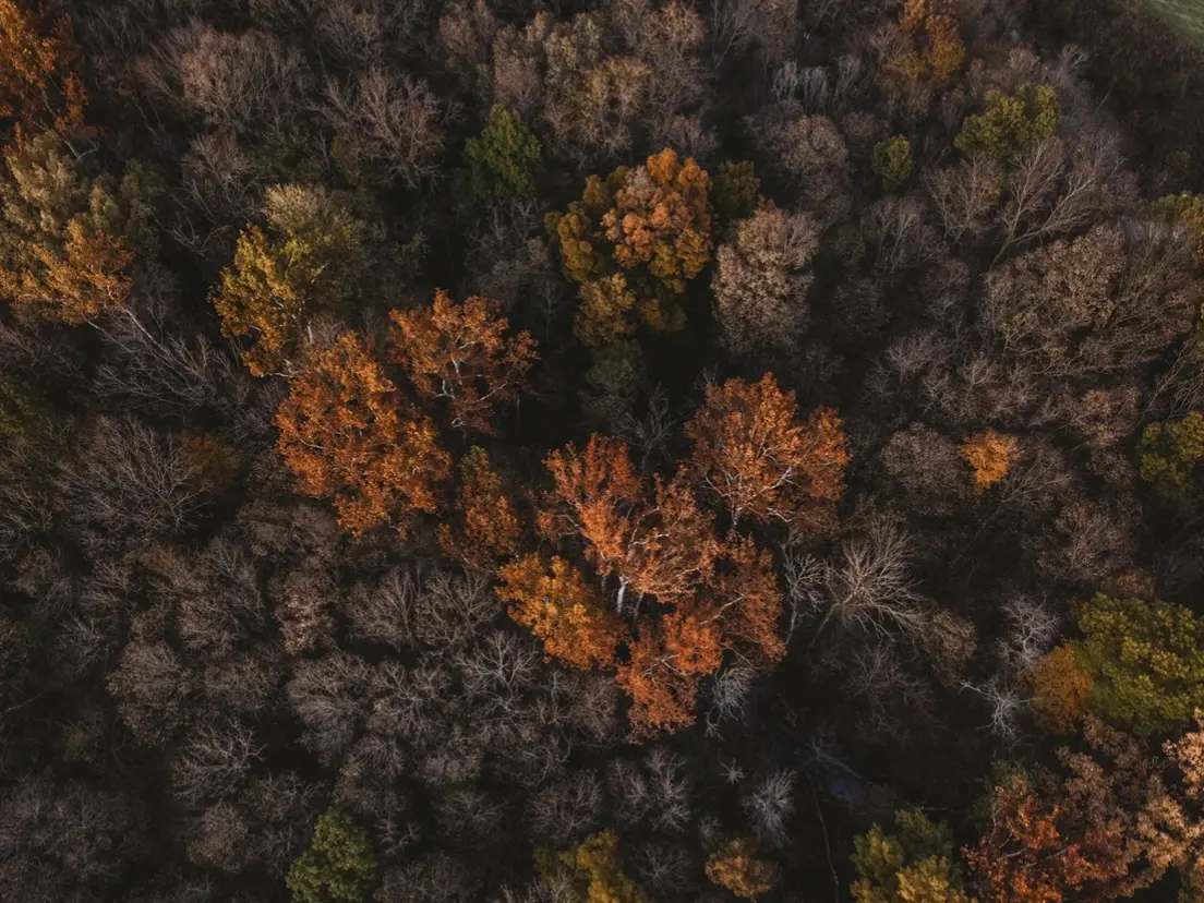 Trees in fall from above