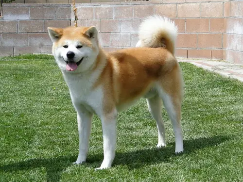Cute Japanese Akita Dog of brown and white fur color is standing on the green grass in the jard.