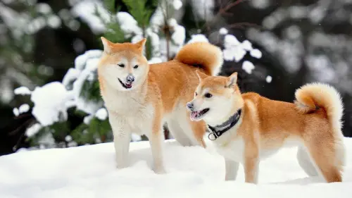 Very pretty Shiba Inu dogs of white and brown fur are playing in the snow