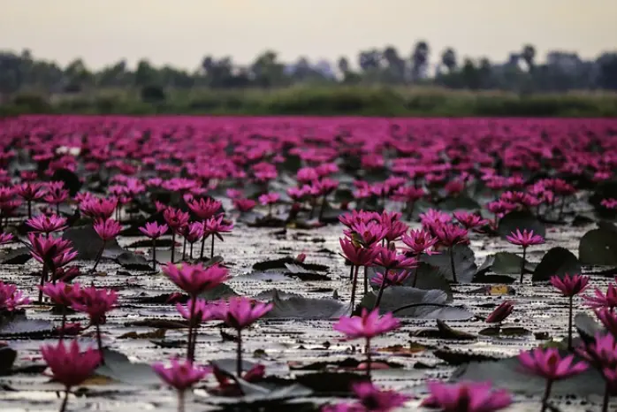 Crecimiento exponencial y flores de loto
