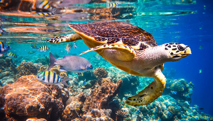 Turtle