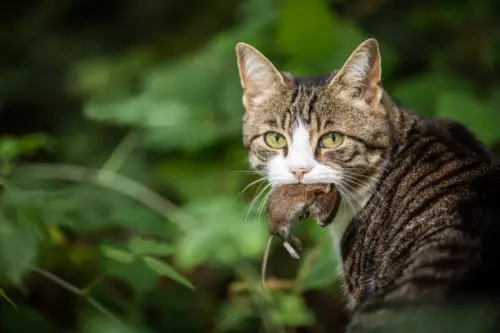 A Cat with the mouse in the mouth is looking strait to you