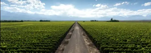 Road Ahead