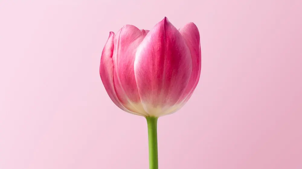 Photo by RoonZ.nl on Unsplash