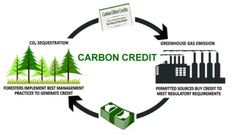 Voluntary Carbon Market