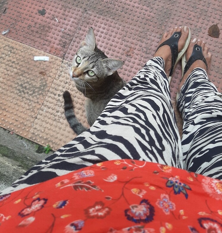 cat, pets, photo, life, blog