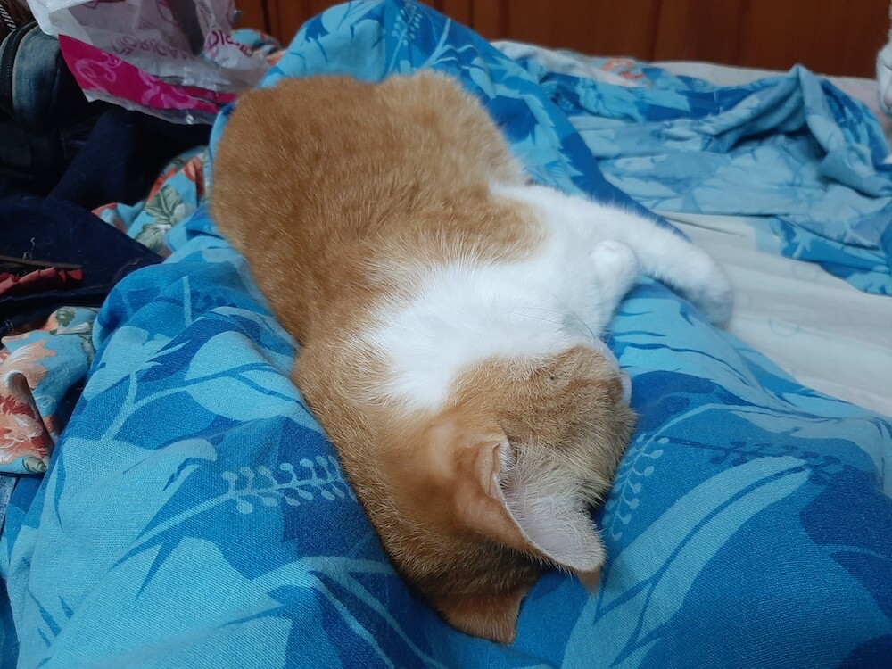 cat, pets, photo, life, blog