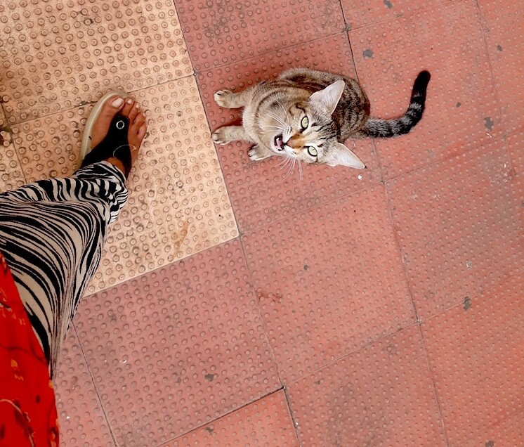 cat, photo, life, story, writing