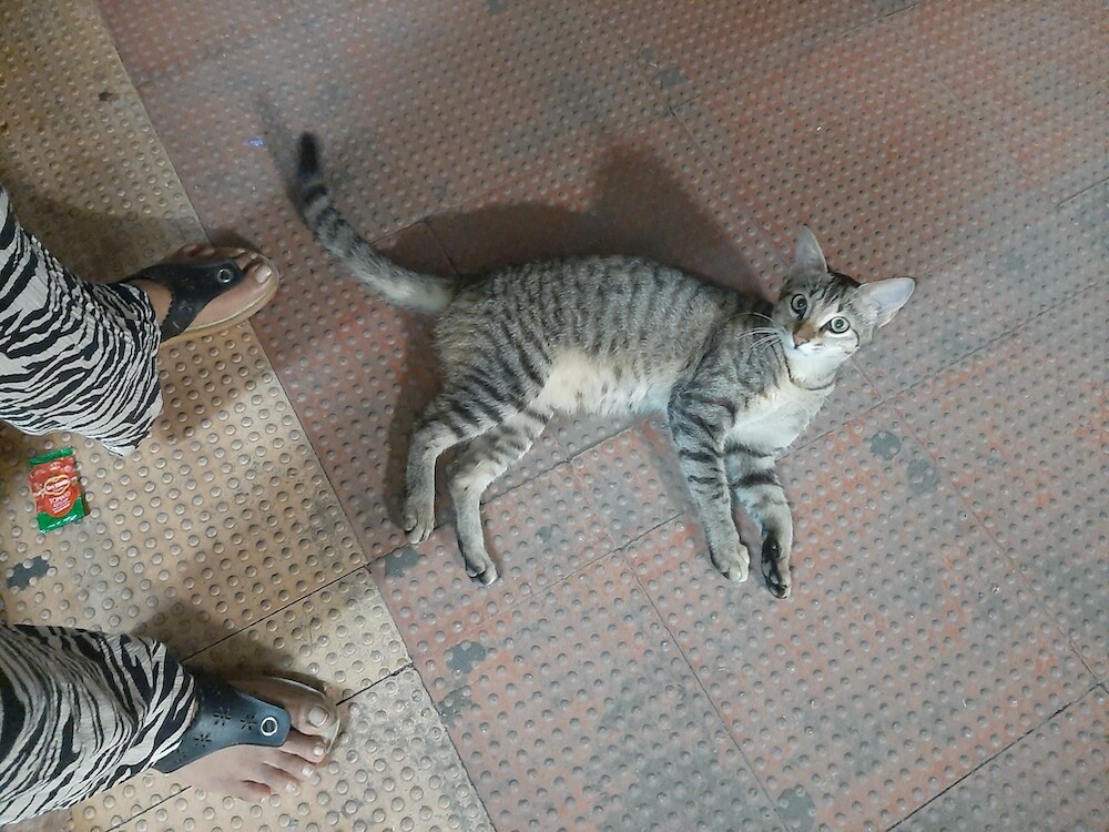 cat, pet, photo, life, writing, story