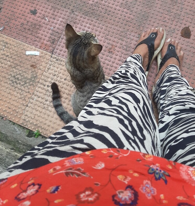 cat, pet, photo, life, story, writing