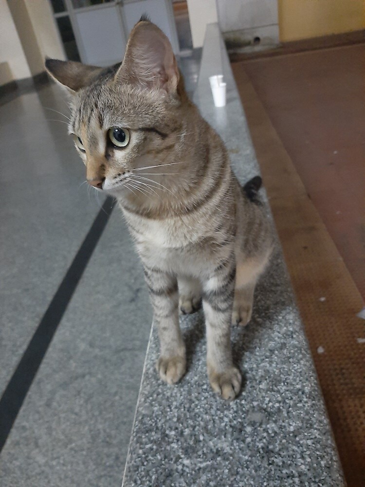 cat, pet, photo, life, writing, story
