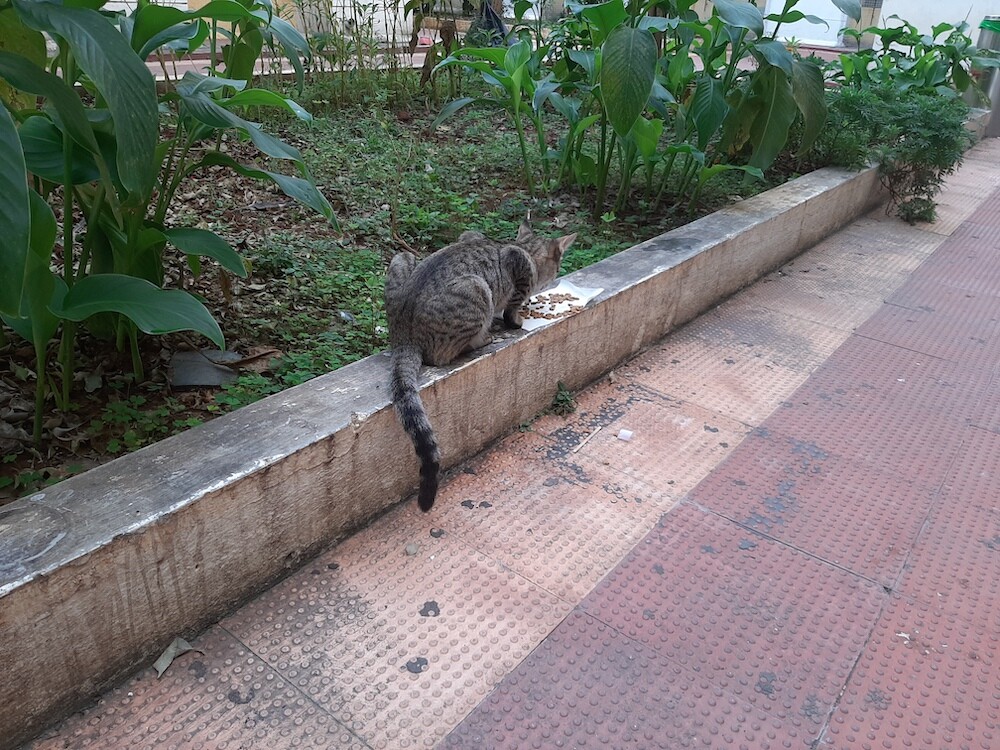 cat, pet, photo, life, writing, story
