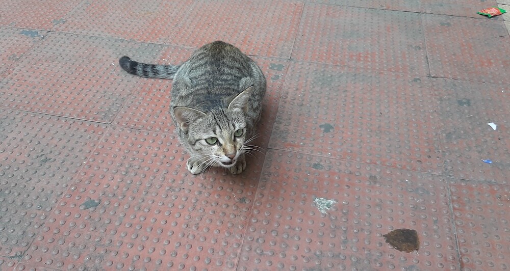 cat, pet, photo, life, writing, story