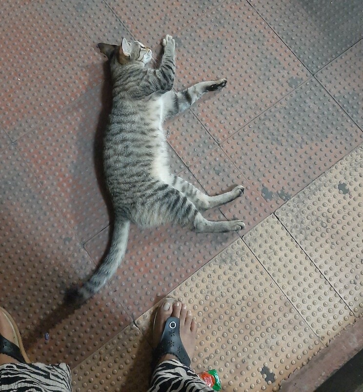 cat, pet, photo, life, writing, story
