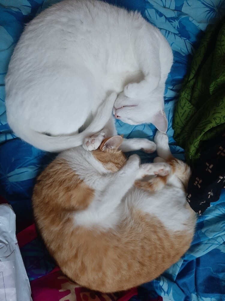 pets, cats, life, writing, story