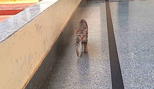 cat, pet, photo, life, writing, story