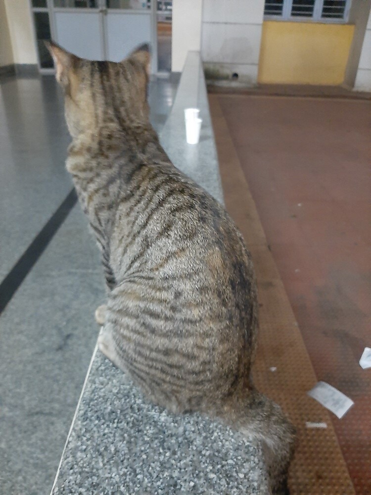 cat, pet, photo, life, writing, story