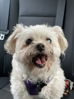 (Face of Evil) Murphy aka. Cujo