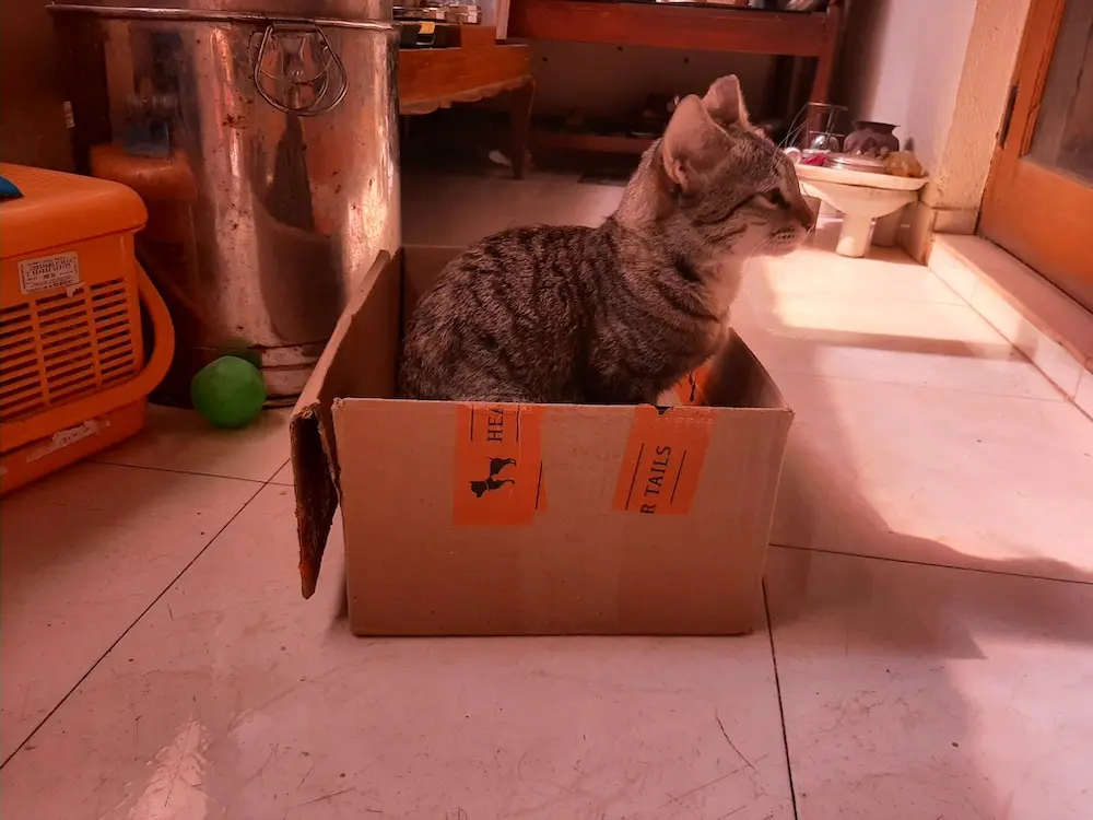 cat, pet, photo, life, writing, story