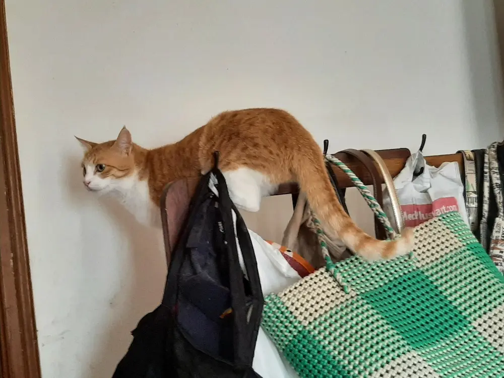 pet, cat, caturday, photography, life, writing, story