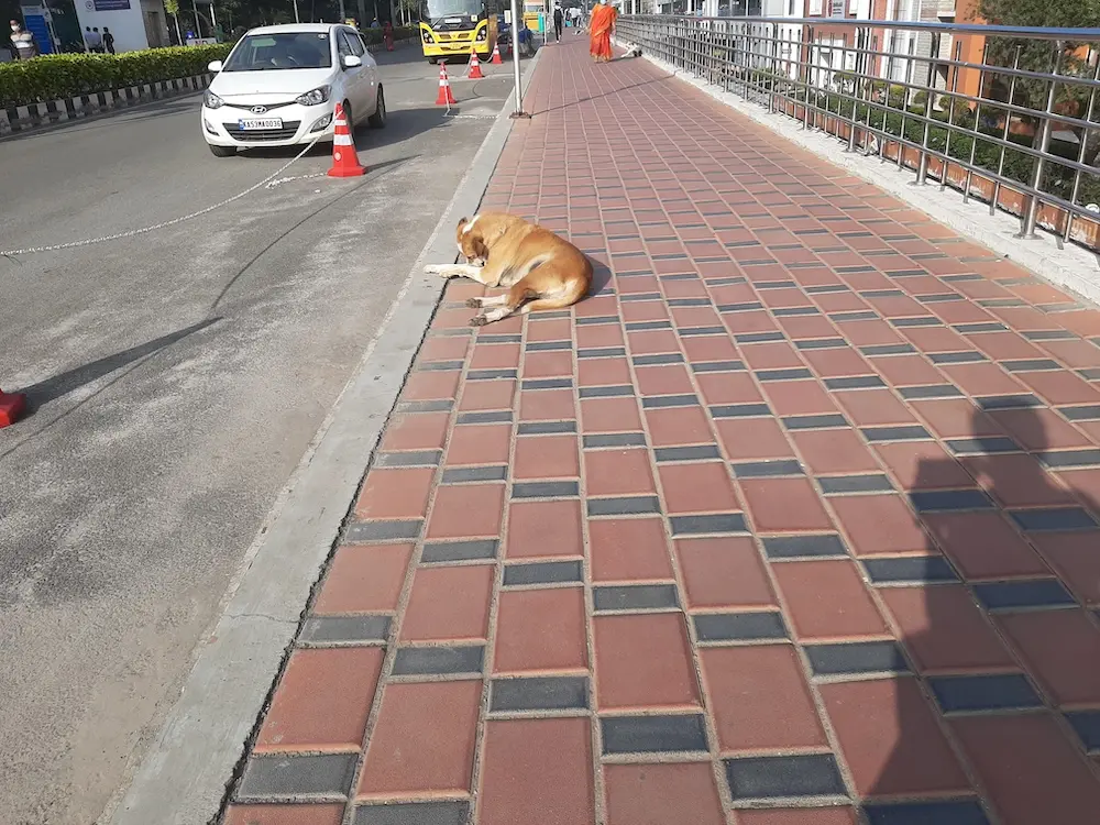 dog, photo, animal, life, story, writing