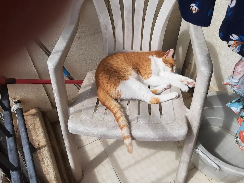 cat, pets, photo, life, blog