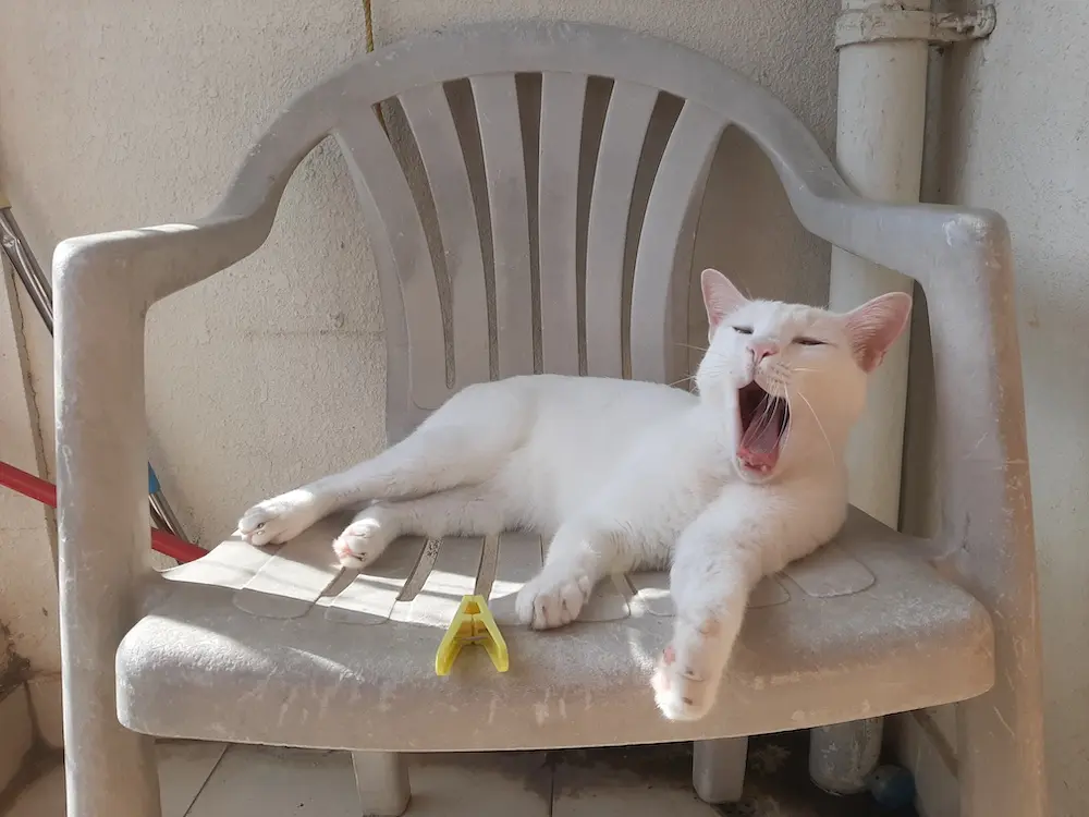 cat, pet, photo, life, writing, story