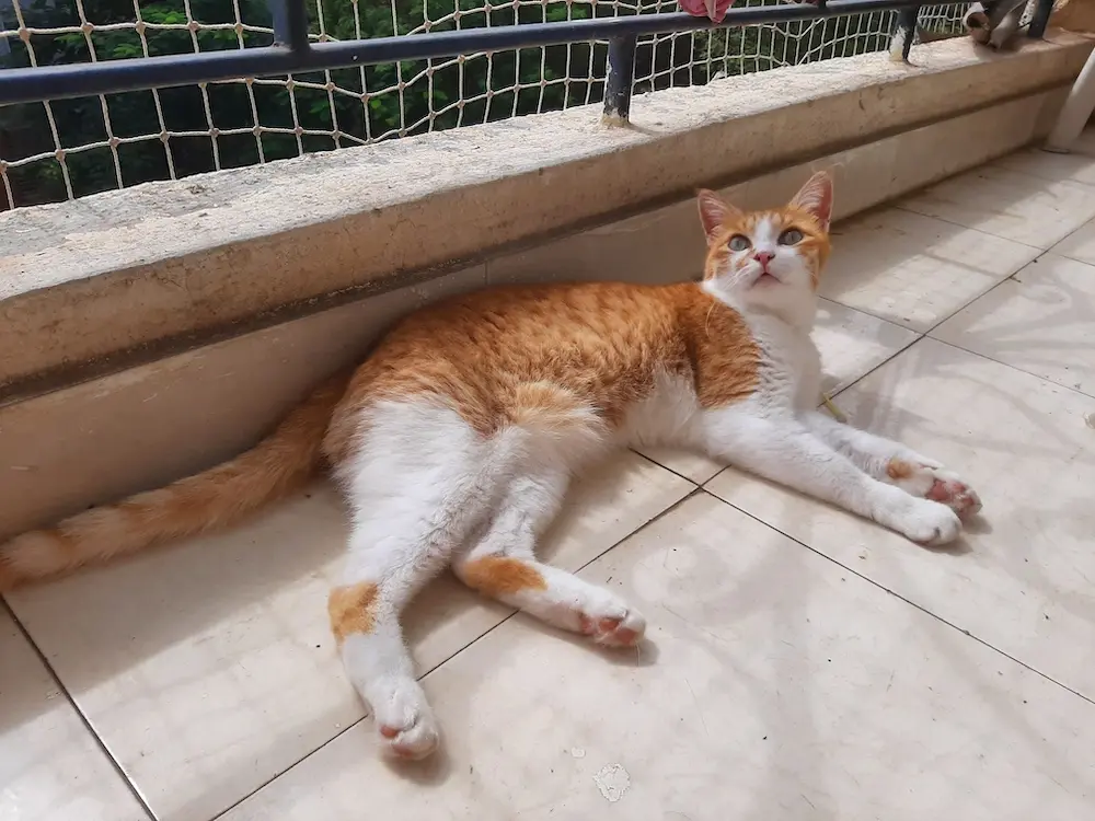 cat, pet, photo, life, writing, story