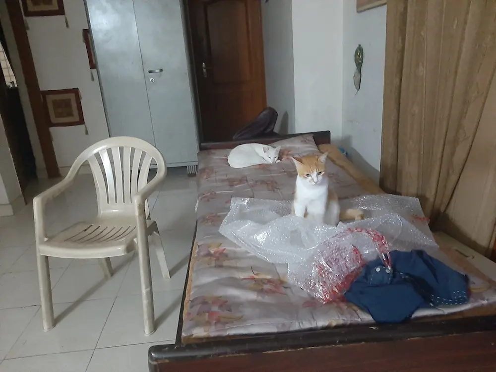 cat, pet, photo, life, writing, story