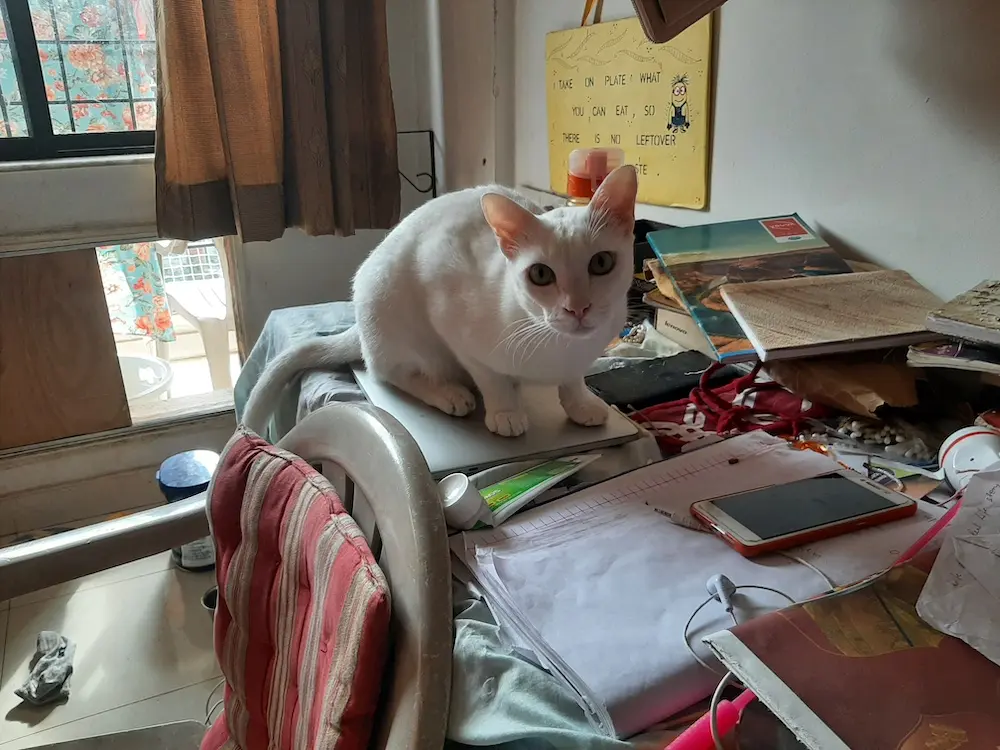 cat, pet, photo, life, writing, story, blog