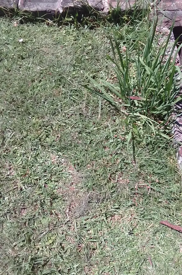 The Grass after the second pass
