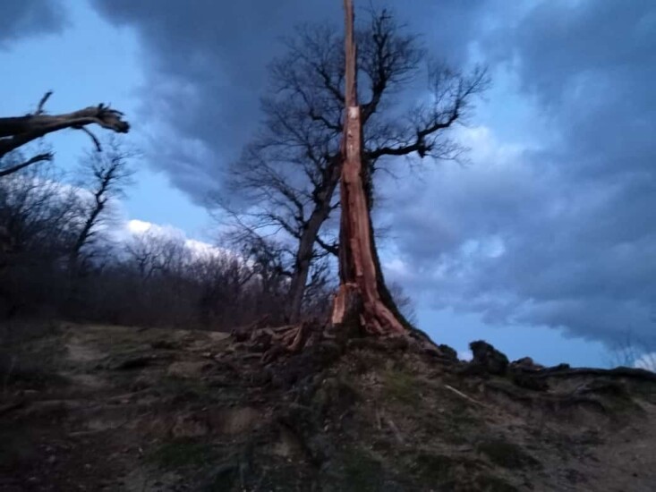 Twilight Hiking & Tall Trees That Are No Longer With Us