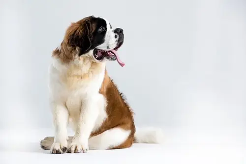 Adorable St. Bernard Dog of black, white and brown fur color is sitting with his tongue out.