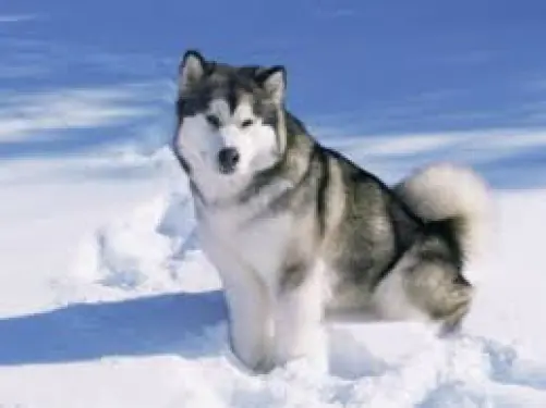 Alaskan Malamute Dog of beautiful black and white fur color is standing in the snow.