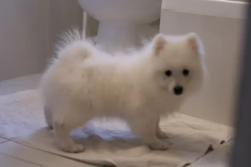 Cute, little Japanese Spitz Dog of white fur color is standing on a towel.