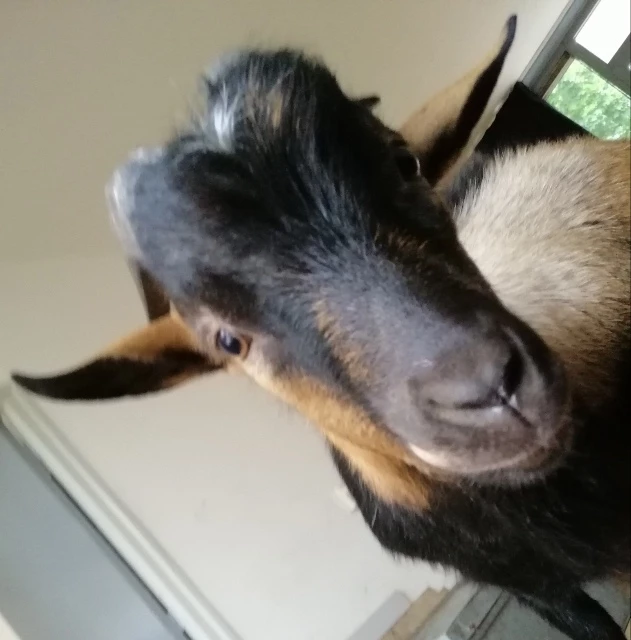 #goat #friends4life @mykey