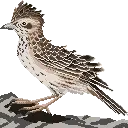 Raso Lark