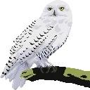 Snowy Owl