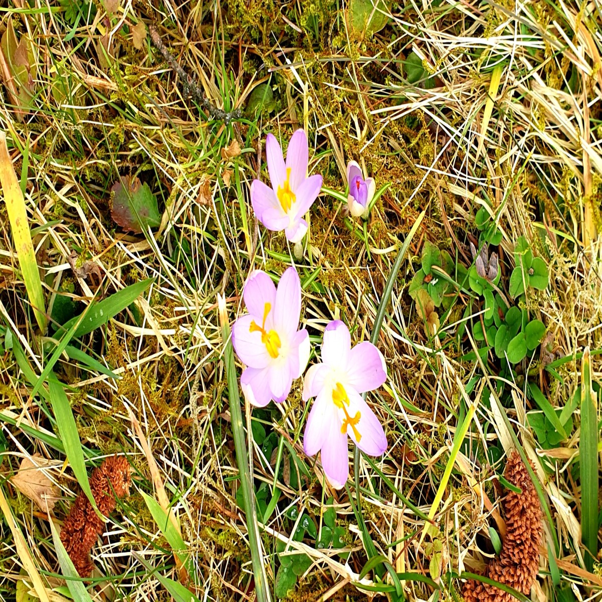 Flowes start blooming after the winter