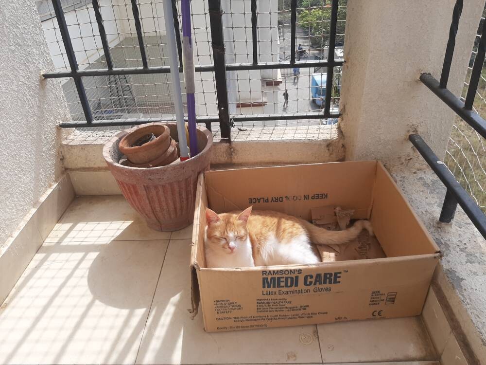 cat, pet, life, nature, story, photo
