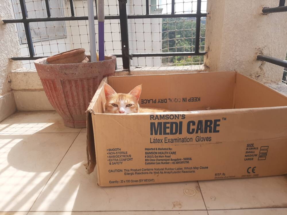 cat, pet, life, nature, story, photo