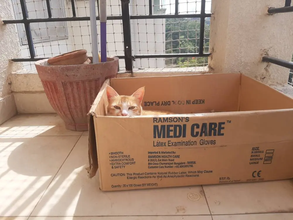 cat, pet, life, nature, story, photo