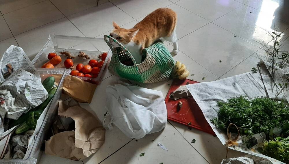 cat, pet, life, nature, story, photo