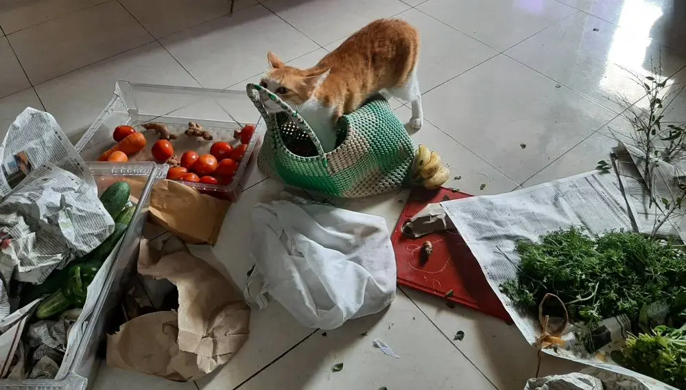 cat, pet, life, nature, story, photo
