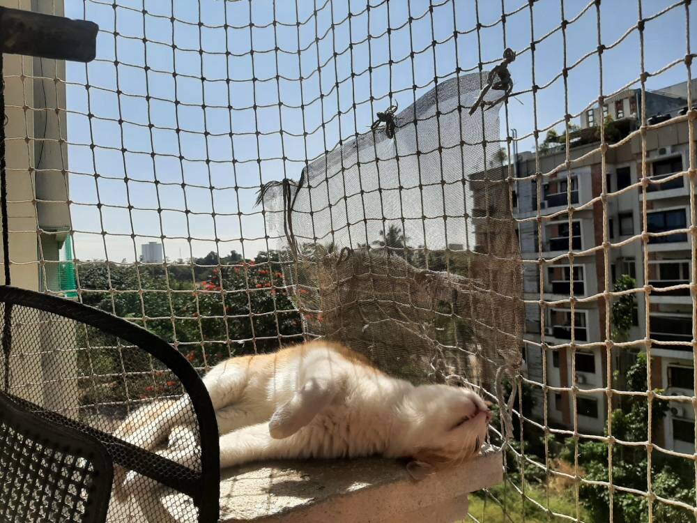 cat, pet, life, nature, story, photo, writing
